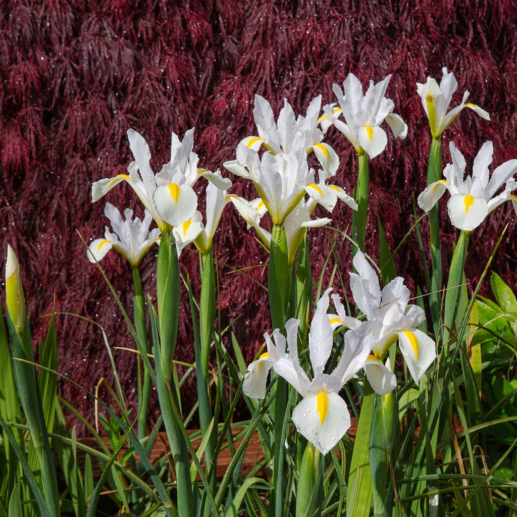 Iris x hollandica White Excelsior