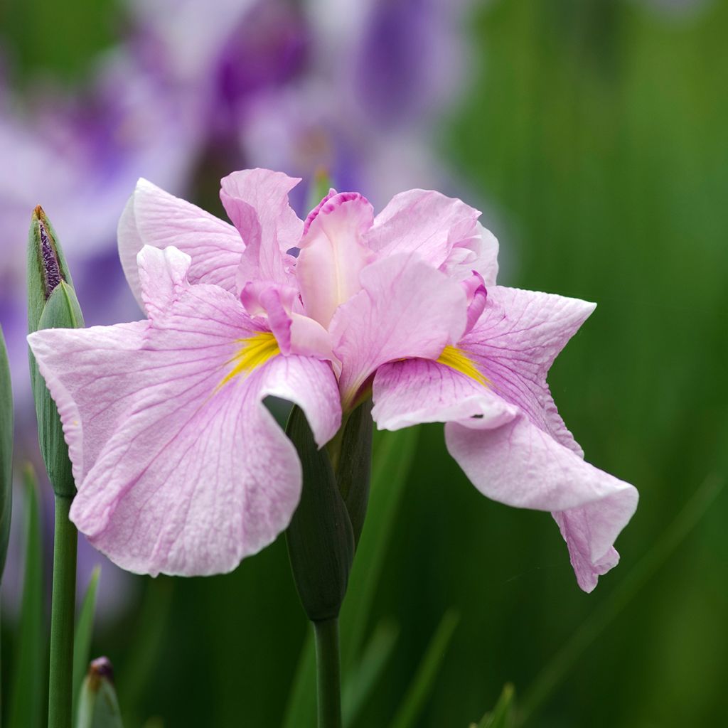 Iris ensata Dinner Plate Tub Tim Grob - Japanese Water Iris