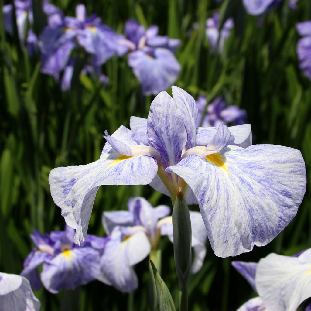 Iris ensata Edens Paintbrush - Japanese Water Iris