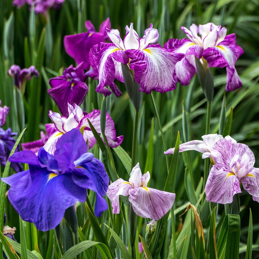 Iris ensata Harlequinesque - Japanese Water Iris