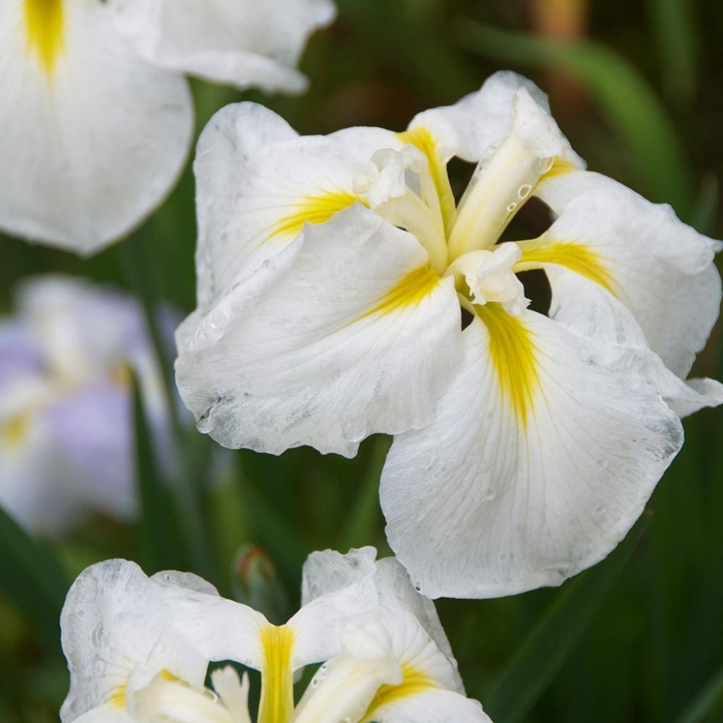 Iris ensata Diamant - Japanese Water Iris