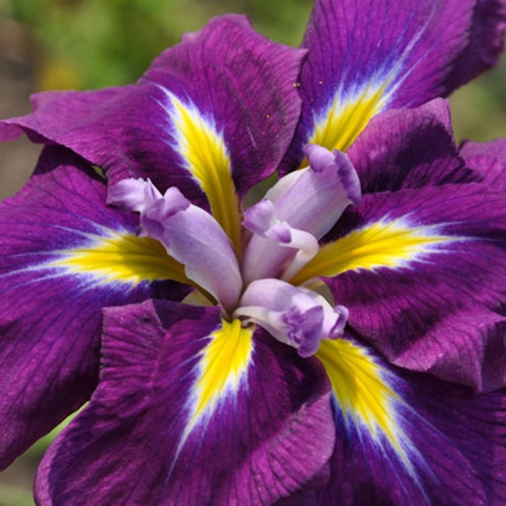 Iris ensata Sensation - Japanese Water Iris