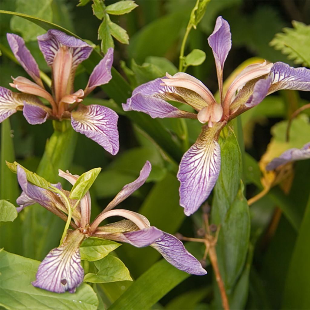 Iris foetidissima - Stinking Iris
