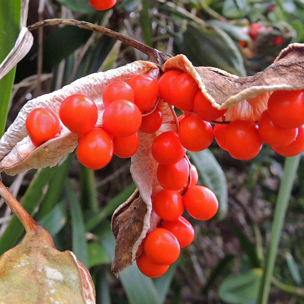 Iris foetidissima - Stinking Iris