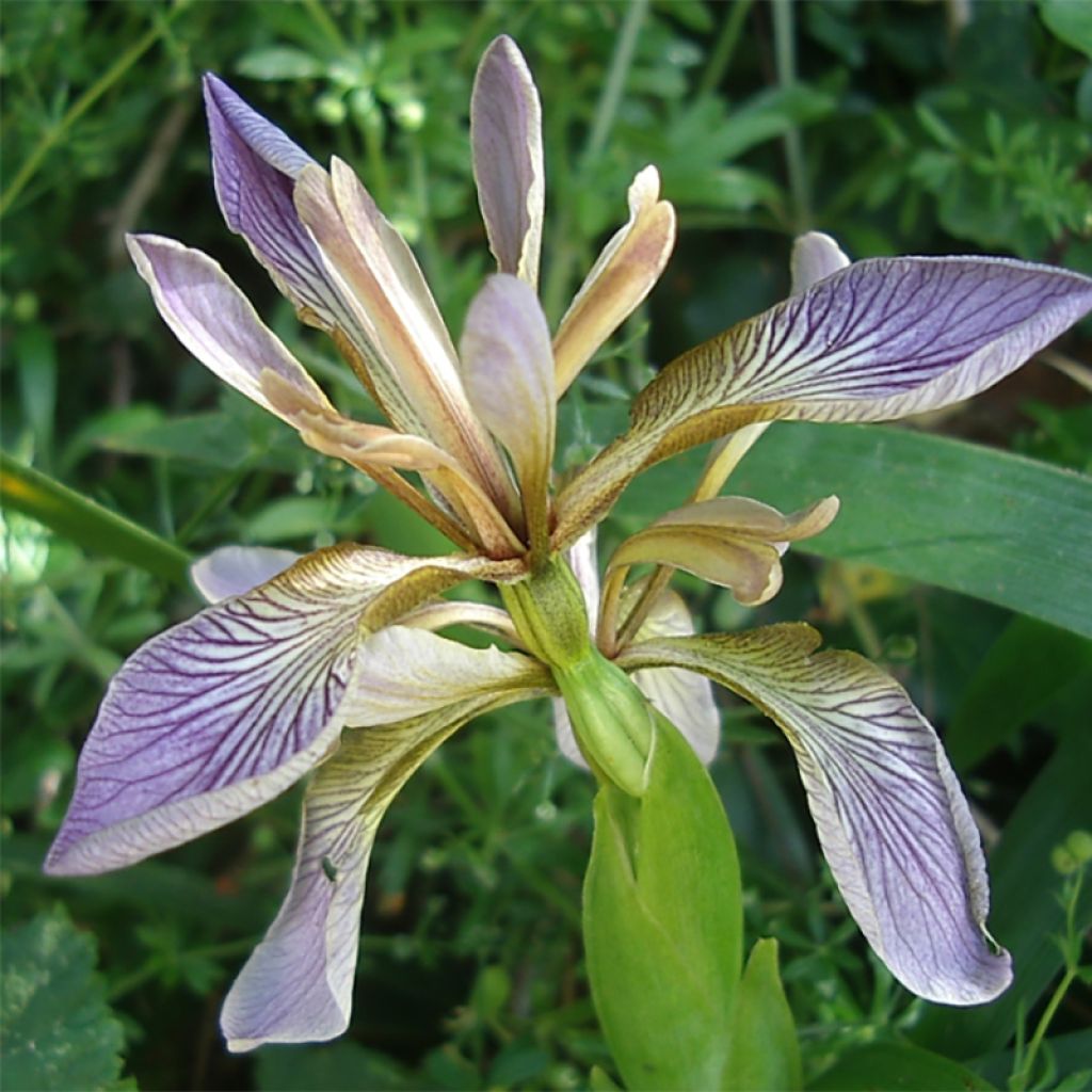Iris foetidissima - Stinking Iris