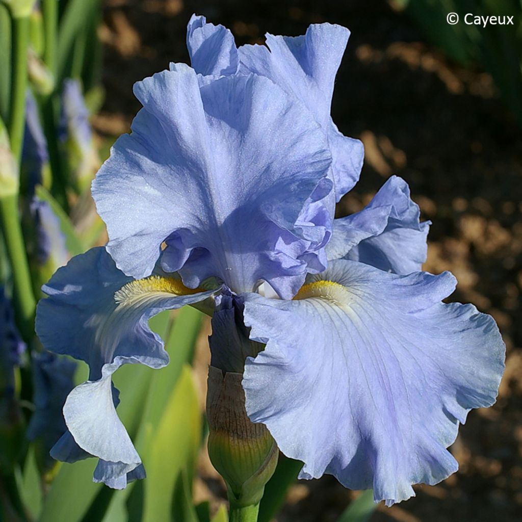 Iris germanica Aigue Marine -Bearded Iris