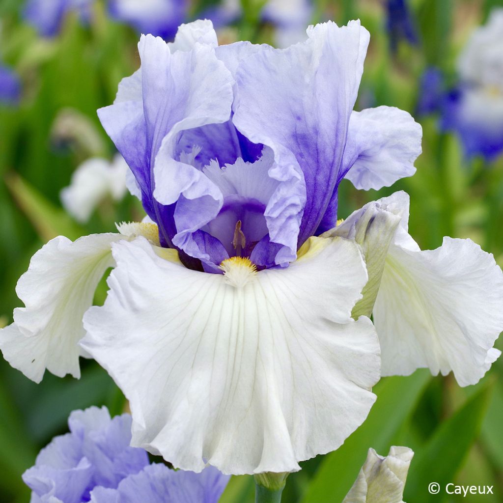 Iris germanica Alpenview - Tall bearded iris