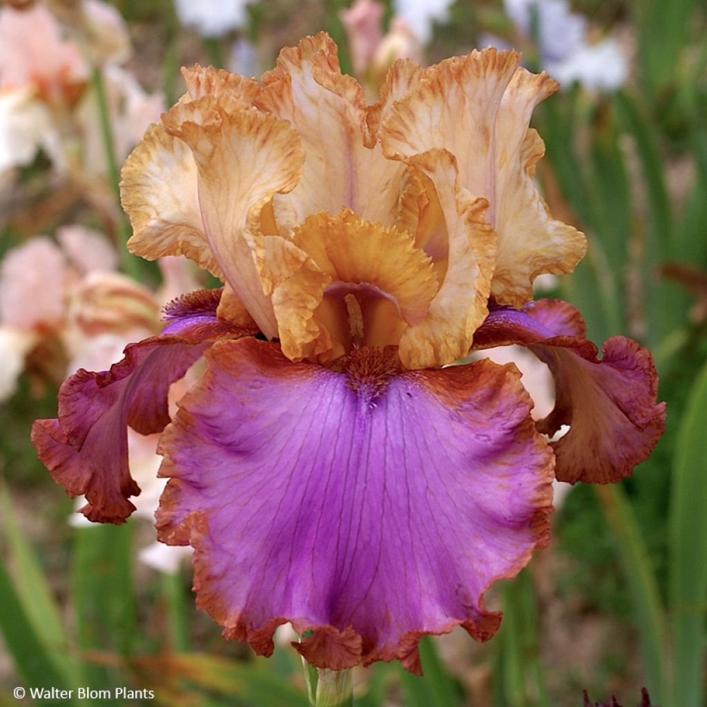 Iris germanica Au Sommet - Tall bearded iris