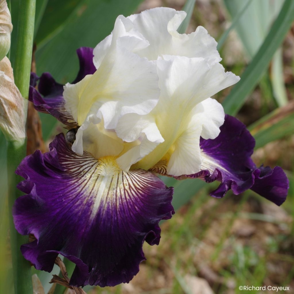 Iris germanica Aubigny Auld Alliance - Tall Bearded Iris