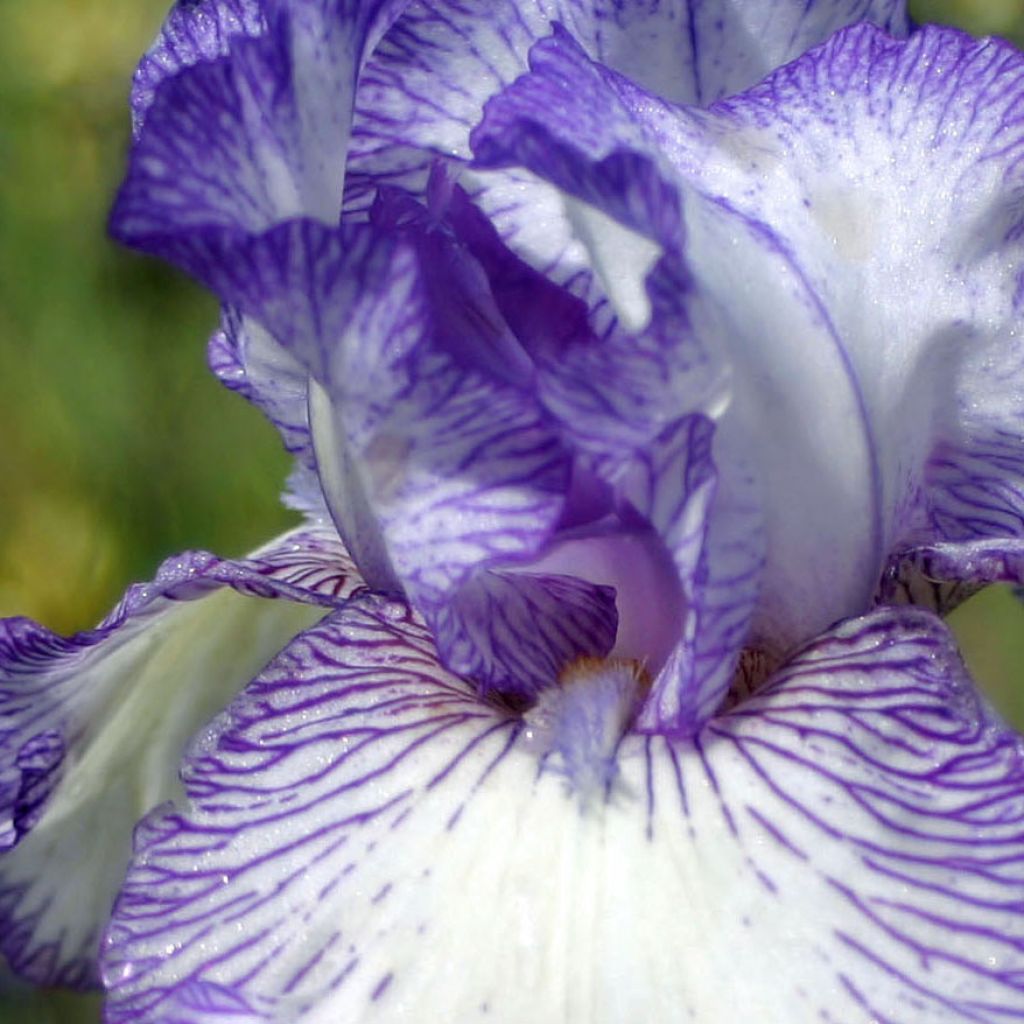 Iris germanica Autumn Circus - Bearded Iris