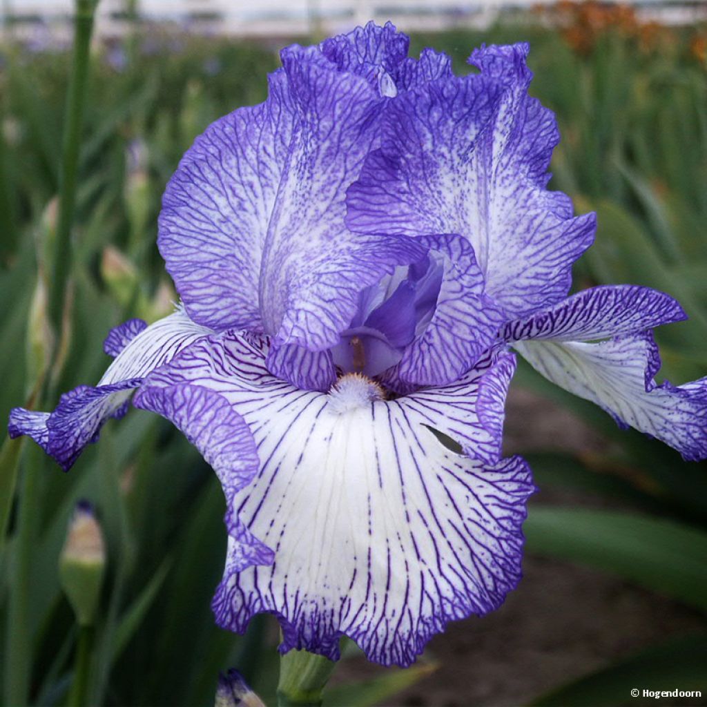 Iris germanica Autumn Circus - Bearded Iris