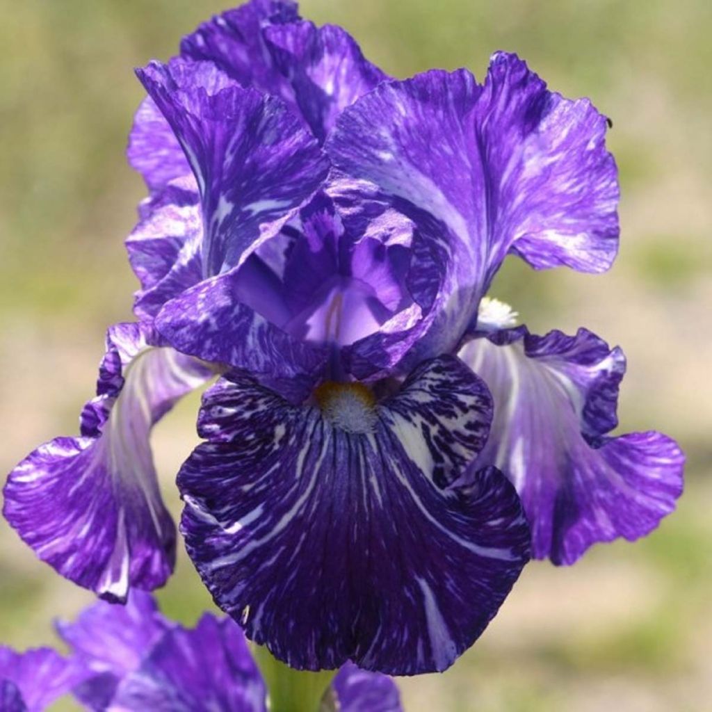 Iris germanica Batik - Bearded Iris