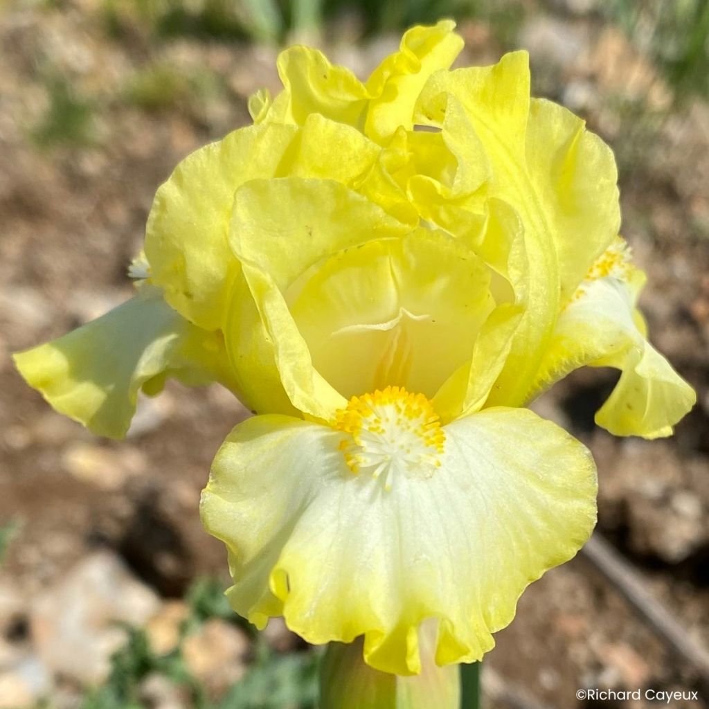 Iris germanica Blissful - Dwarf bearded Iris