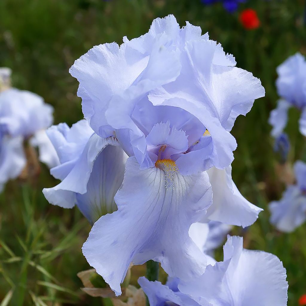 Iris germanica Blue Sapphire - Bearded Iris