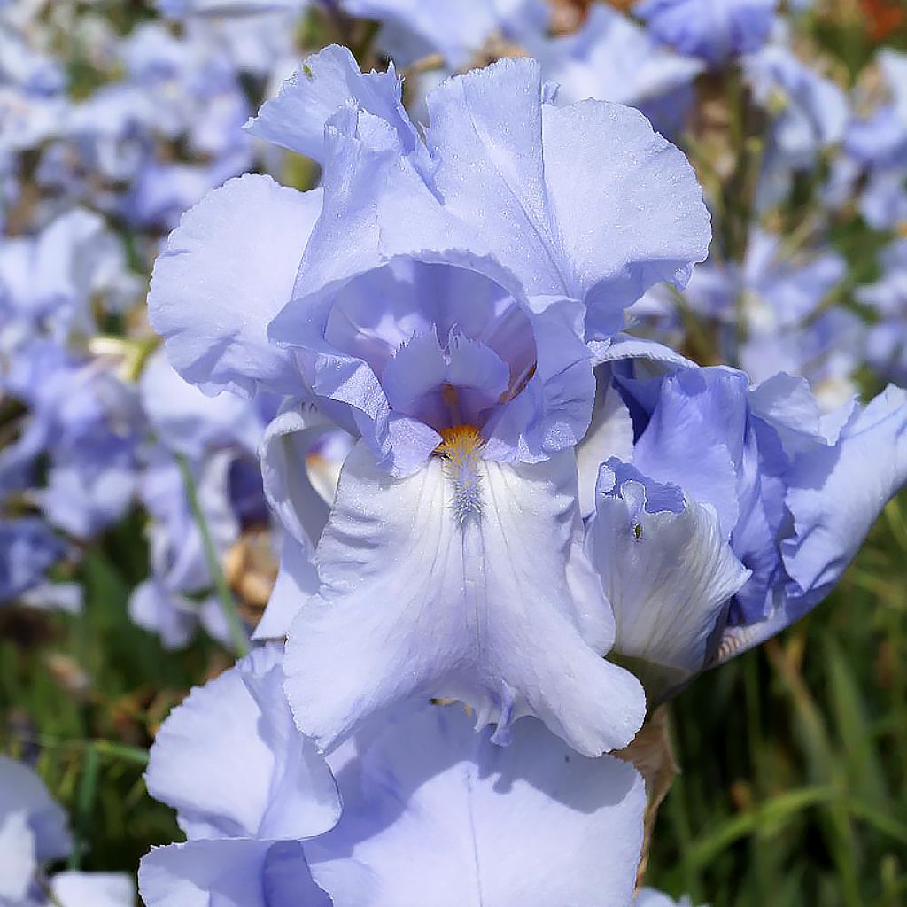 Iris germanica Blue Sapphire - Bearded Iris