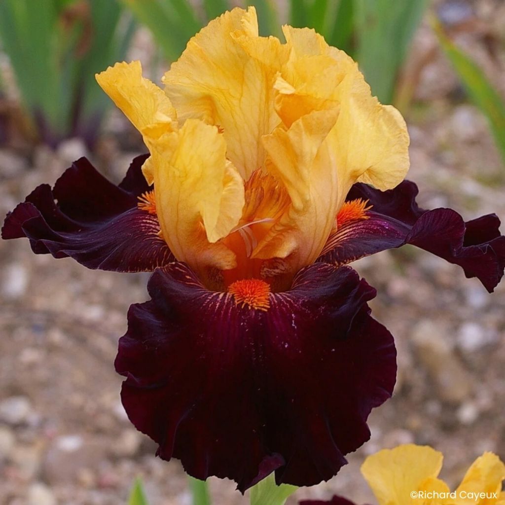 Iris germanica Brilliant Disguise - Tall Bearded Iris