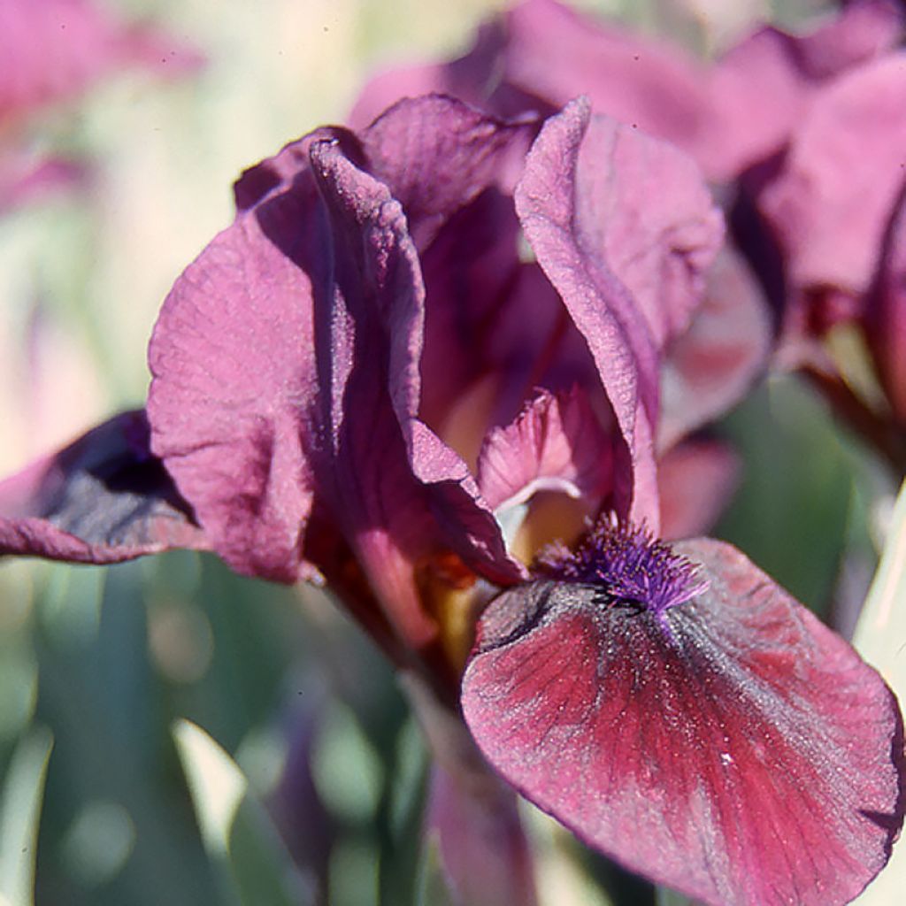 Iris germanica Candy Apple - Iris Lilliput ou nain
