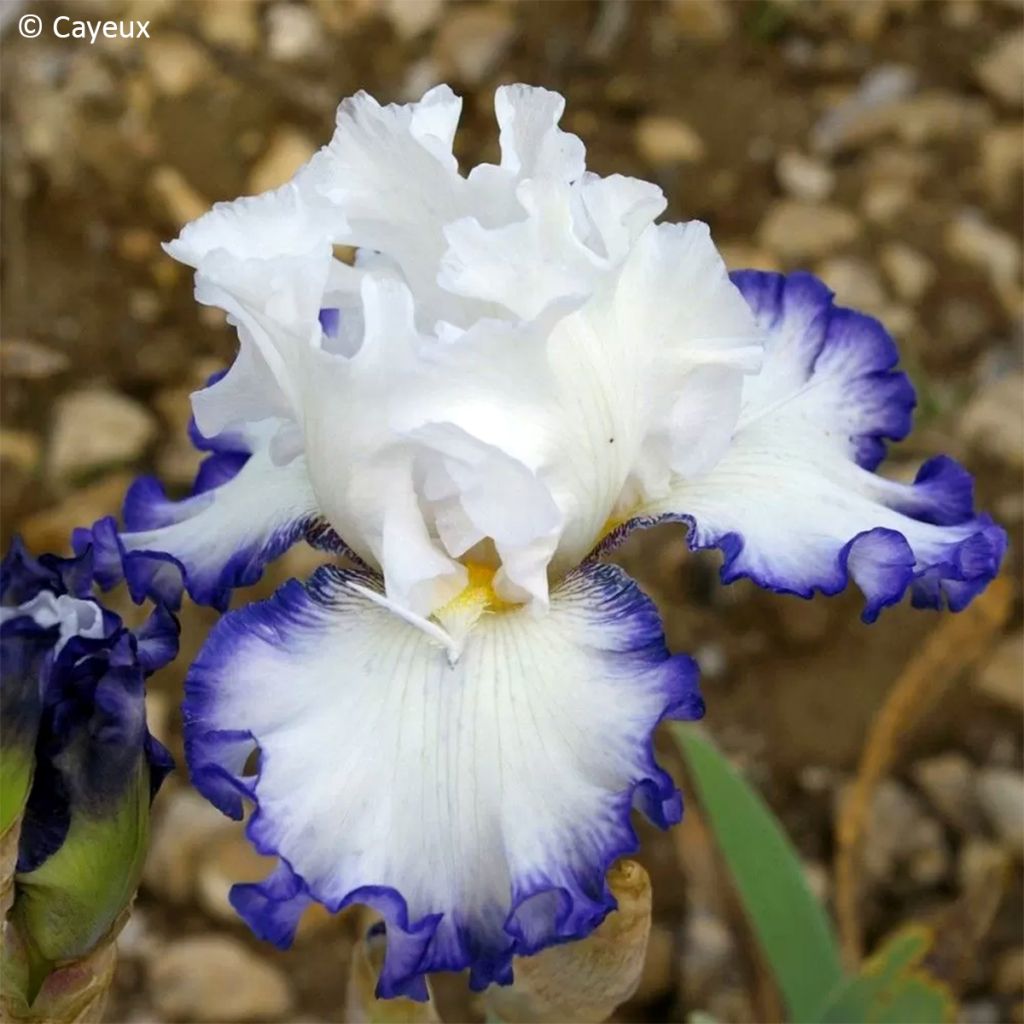 Iris germanica Cartouche - Border bearded iris