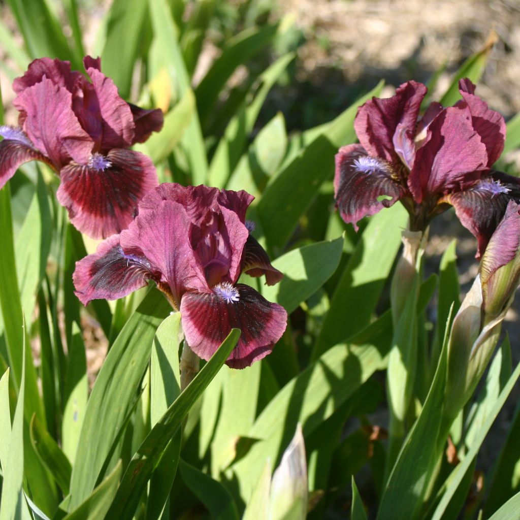 Iris germanica Cats Eye - Bearded Iris