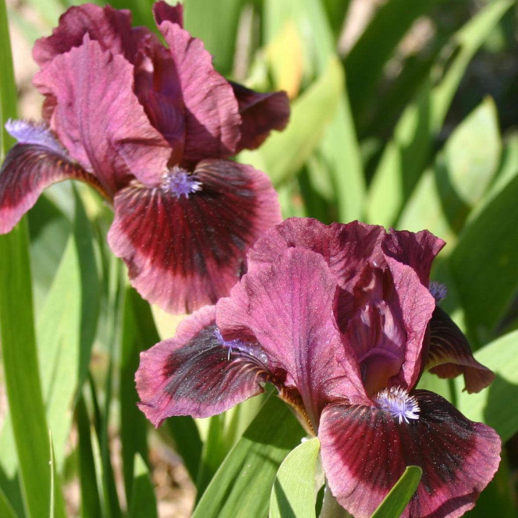 Iris germanica Cats Eye - Bearded Iris