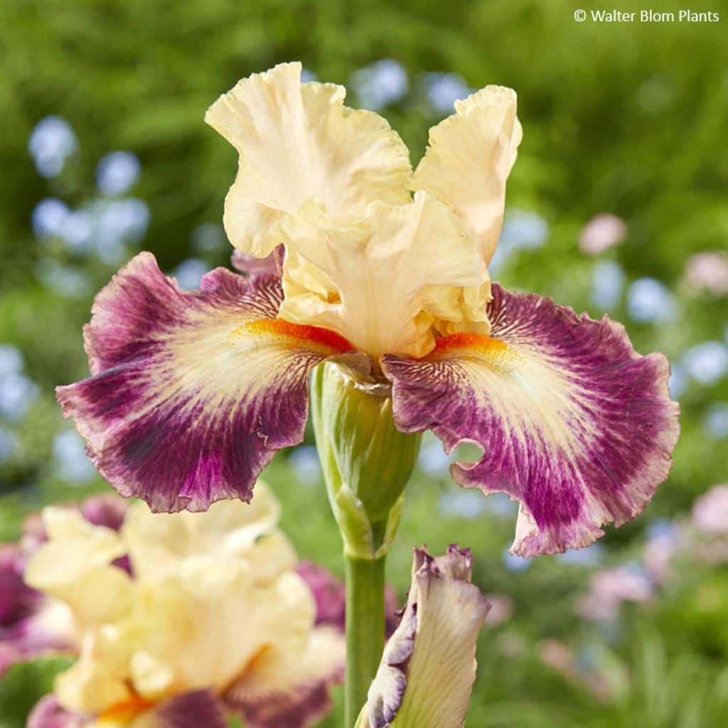 Iris germanica Comme un Sourire - Bearded Iris