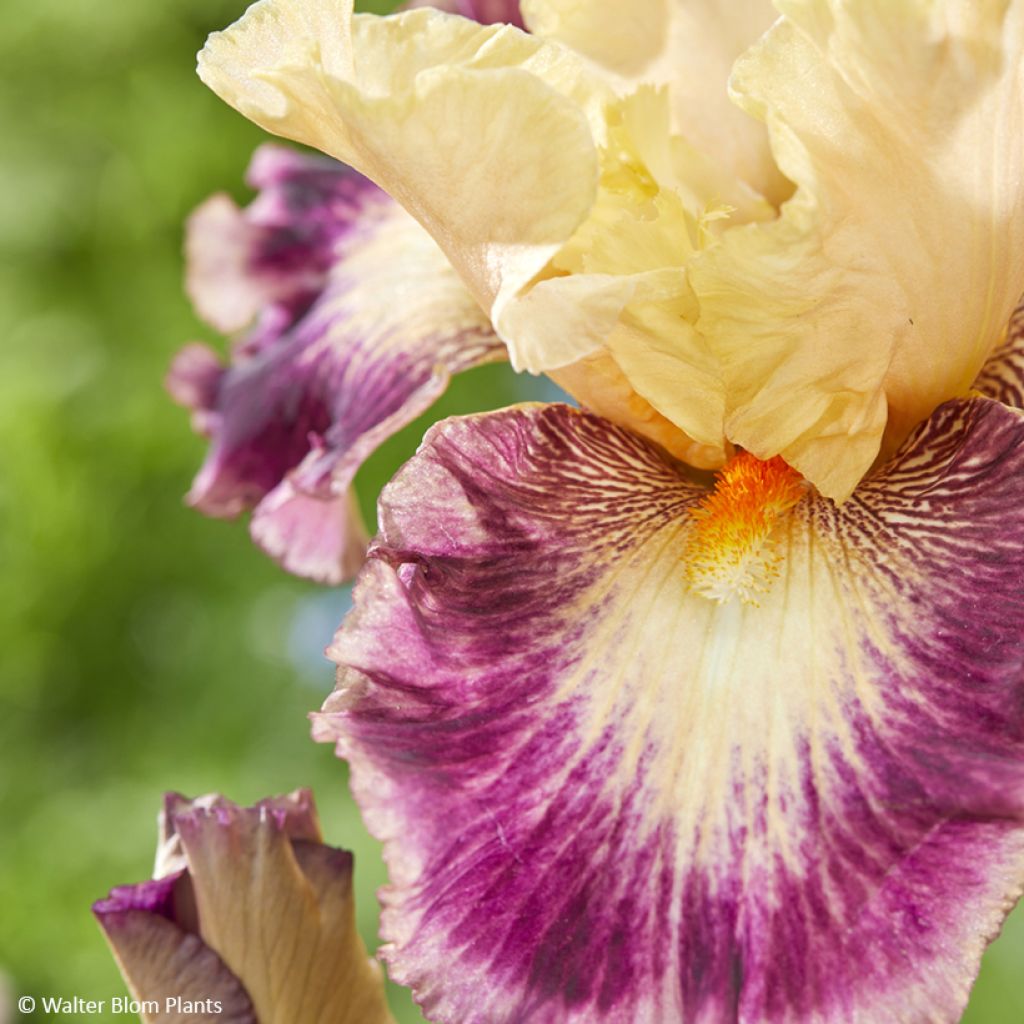 Iris germanica Comme un Sourire - Bearded Iris