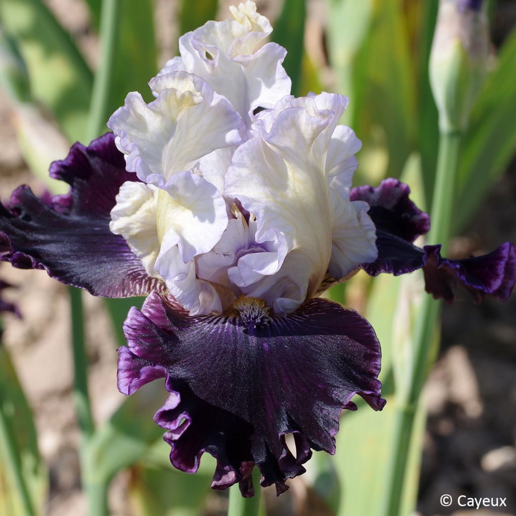 Iris germanica Conspiration - Tall bearded iris