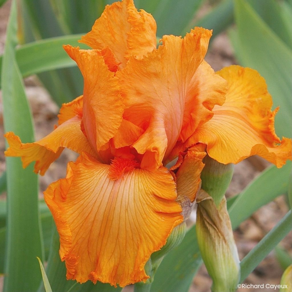 Iris germanica Coup de Soleil - Tall Bearded Iris