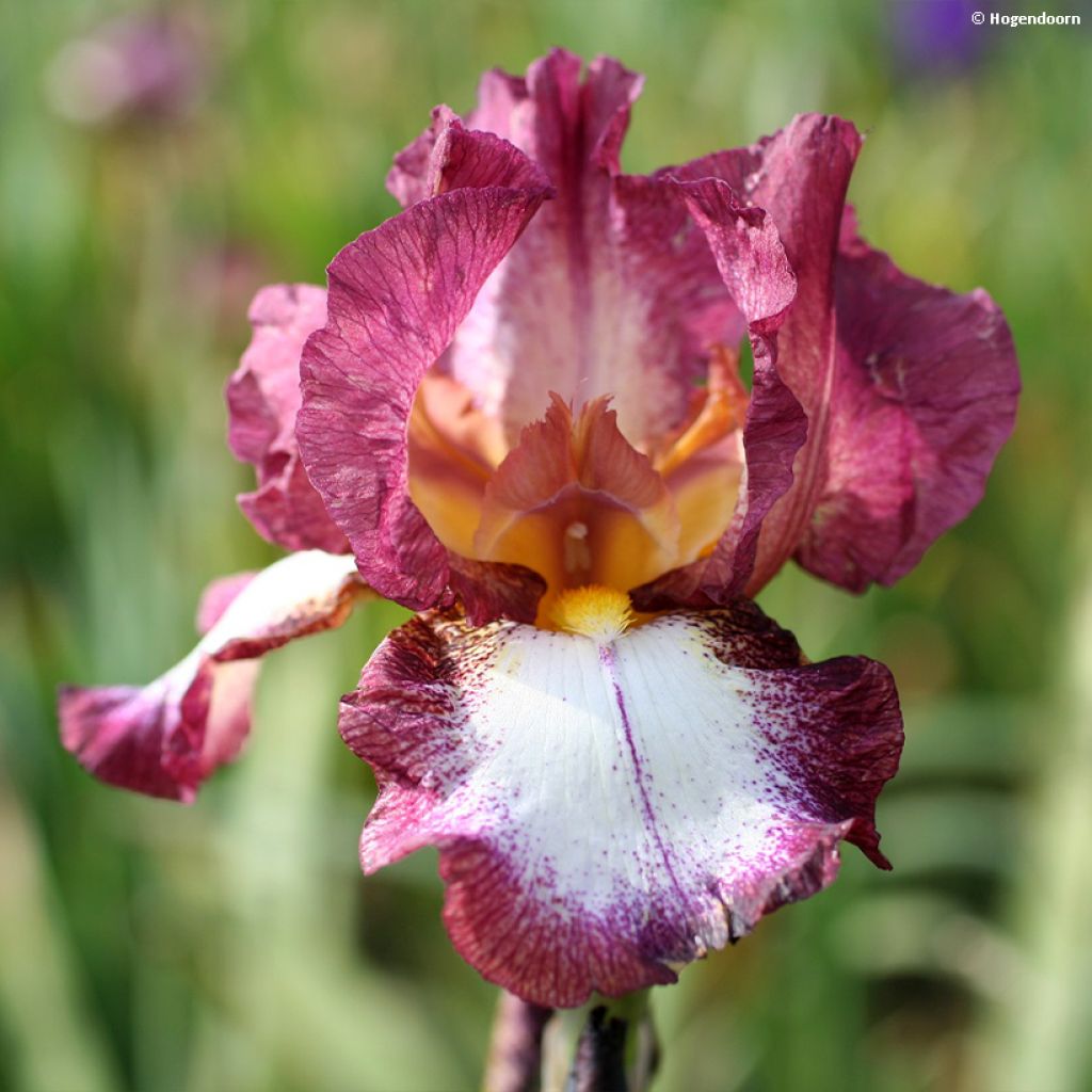 Iris germanica Crinoline - Bearded Iris