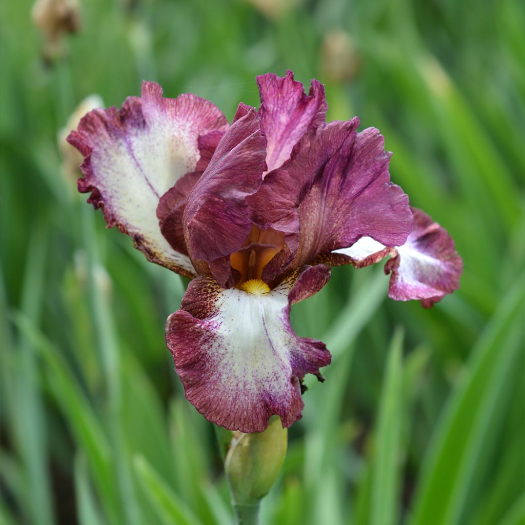 Iris germanica Crinoline - Bearded Iris