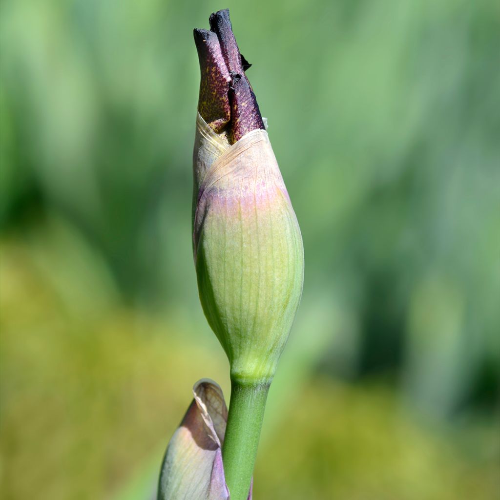 Iris germanica Crinoline - Bearded Iris