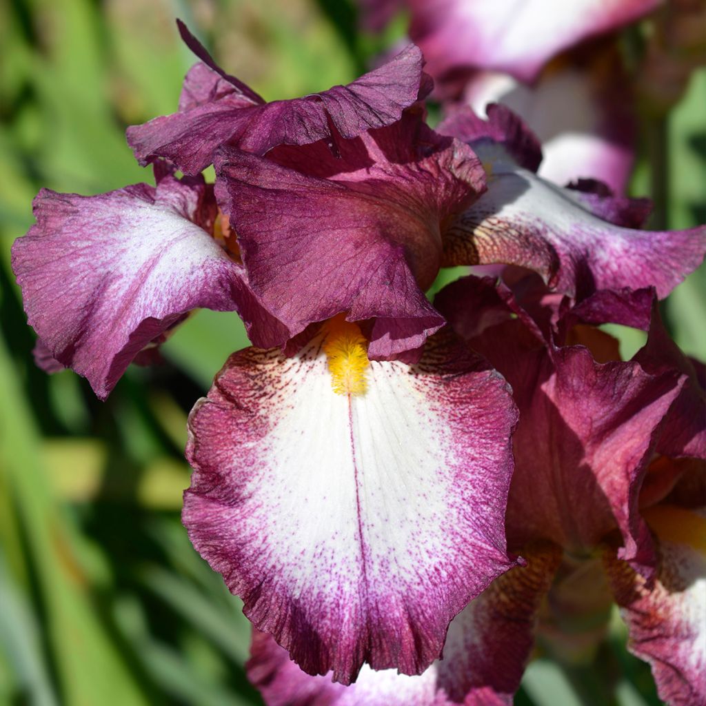 Iris germanica Crinoline - Bearded Iris
