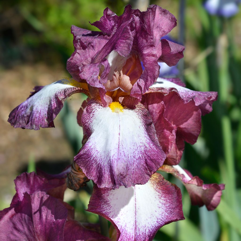 Iris germanica Crinoline - Bearded Iris
