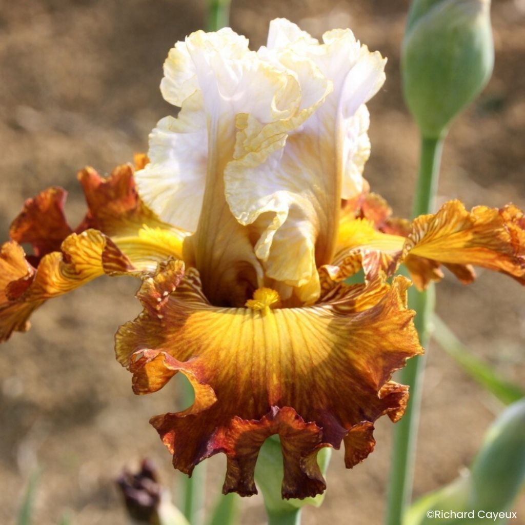 Iris germanica Daniel Collin - Tall Bearded Iris