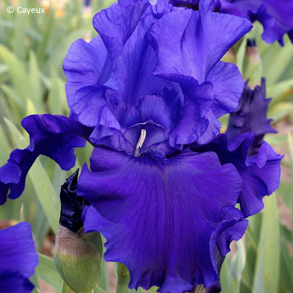 Iris germanica Devil's Lake - Tall bearded iris