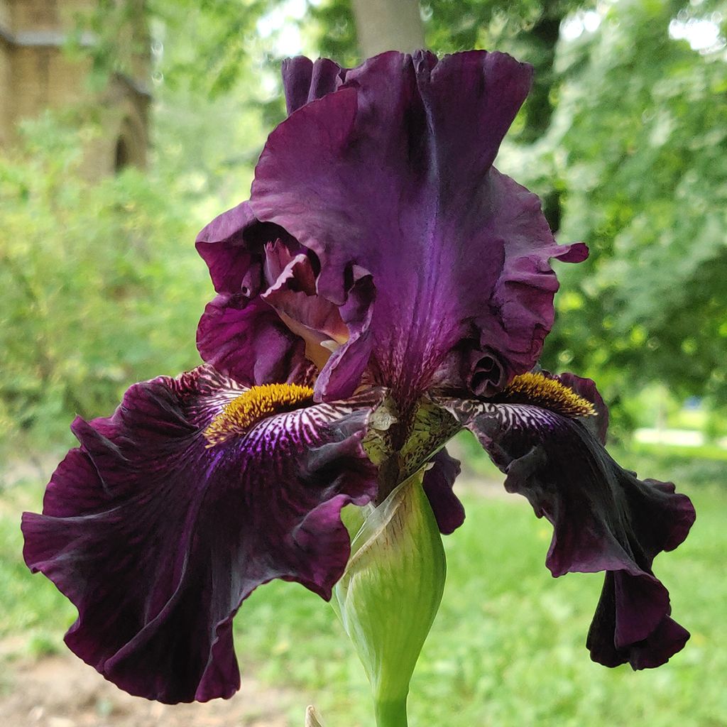 Iris germanica Dracula's Kiss - Bearded Iris