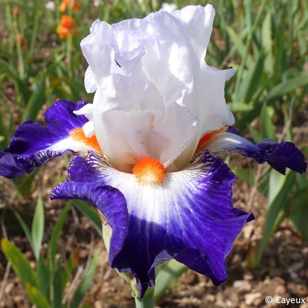 Iris germanica Écharpe Bleue - Tall bearded iris