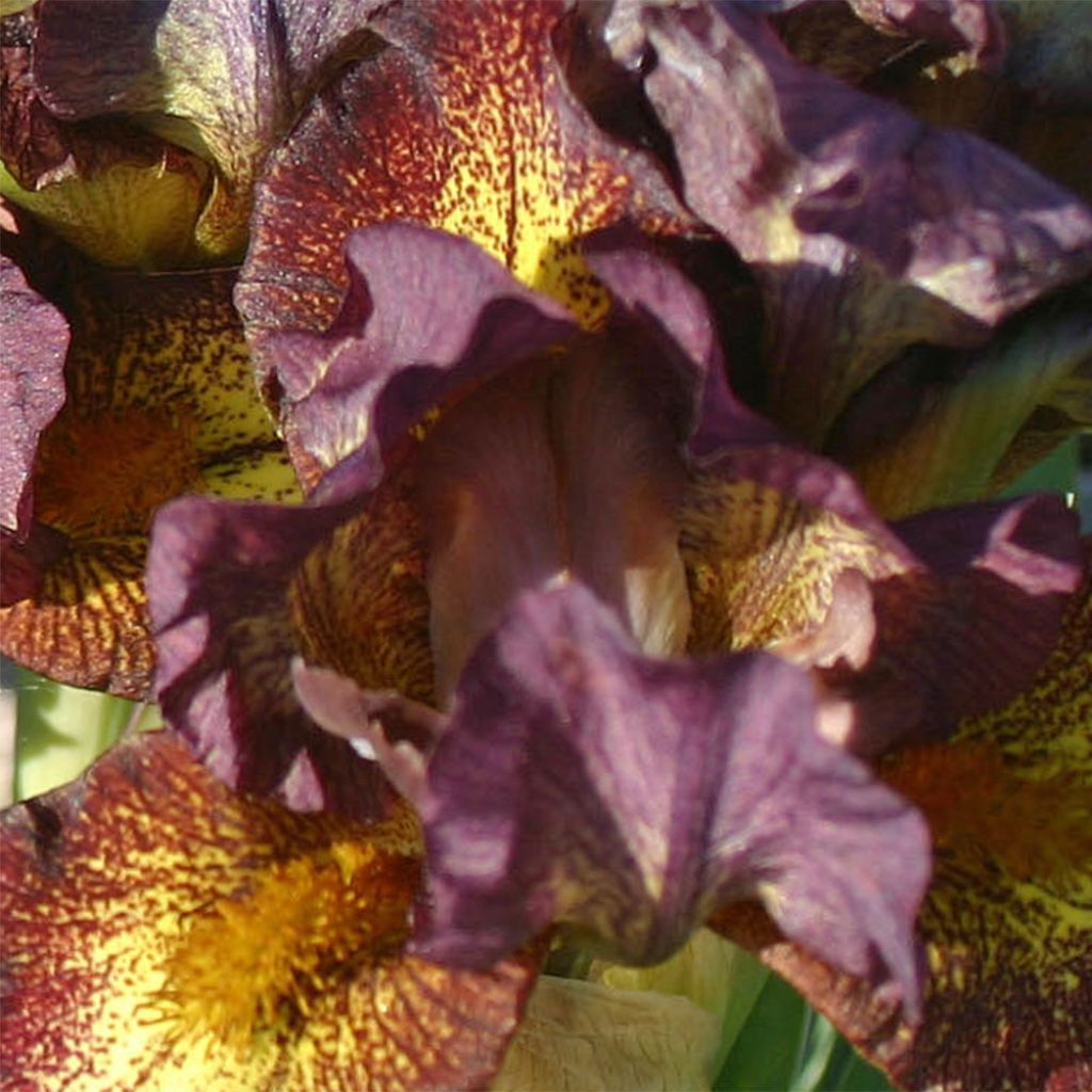 Iris germanica Firestorm - Bearded Iris