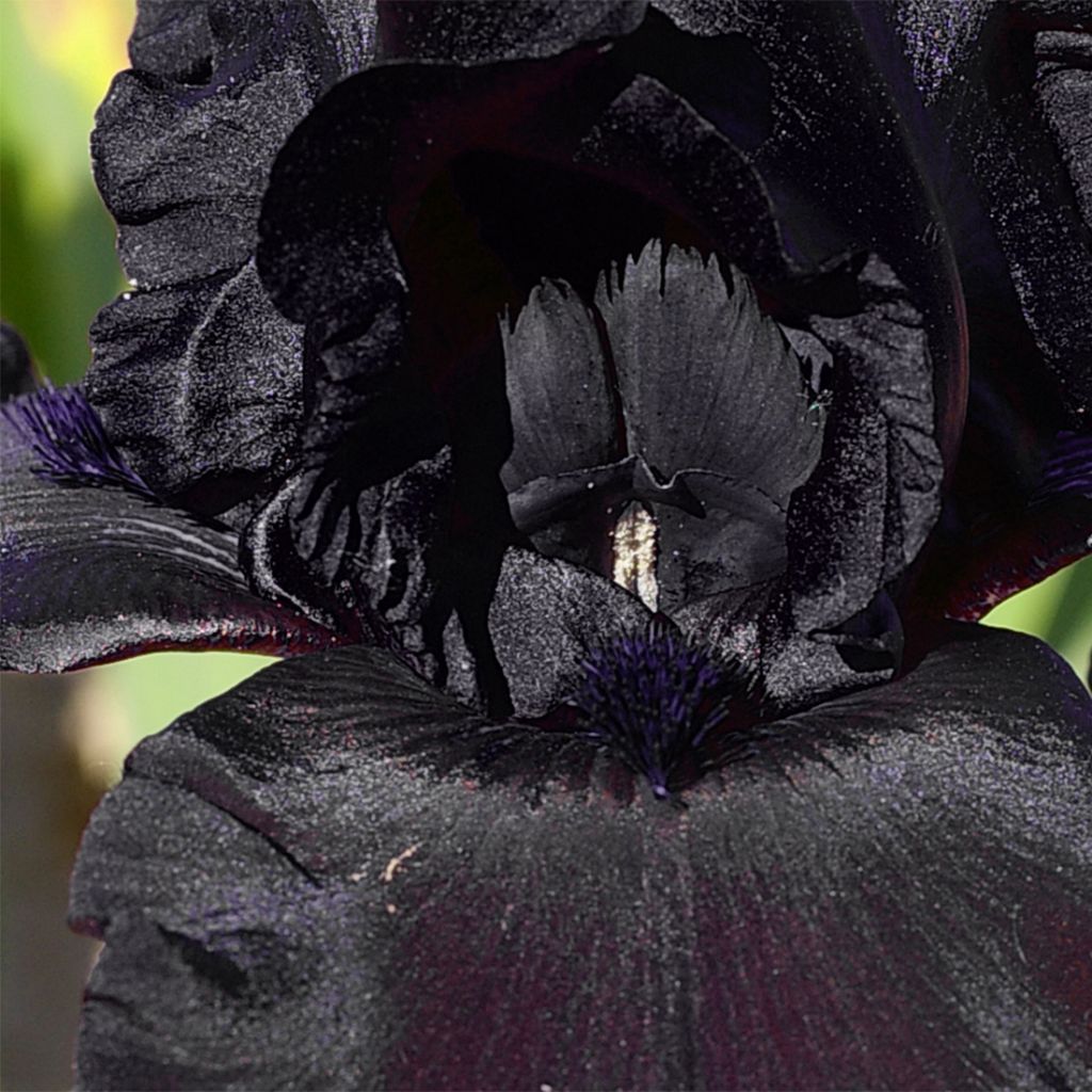 Iris germanica Ghost Train