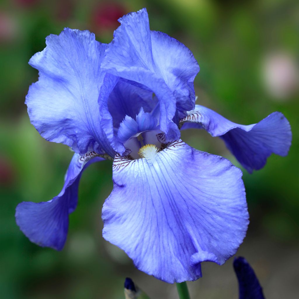 Iris germanica Heure Bleue - Bearded Iris