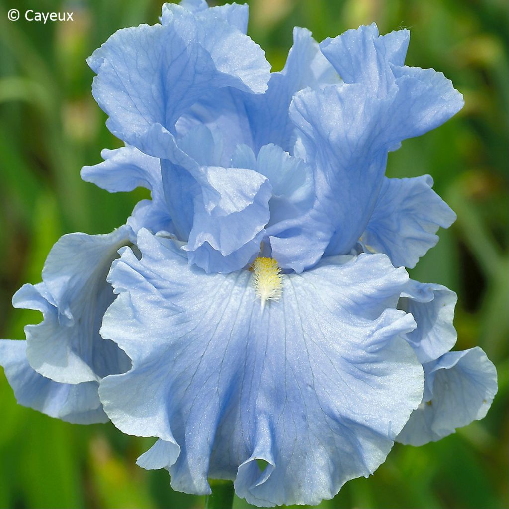 Iris germanica Into the Blue - Iris des jardins, Grand Iris barbu, Iris d'Allemagne