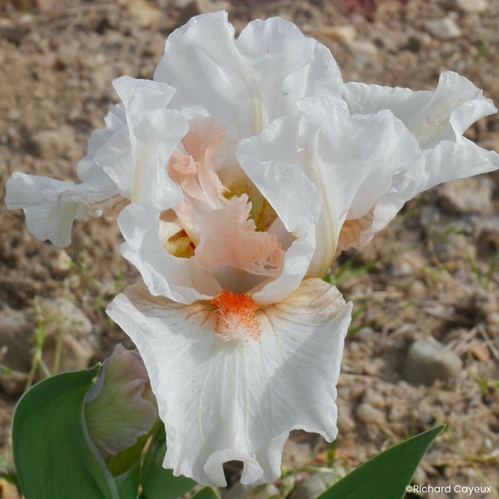 Iris germanica It’s A Small World - Dwarf bearded Iris