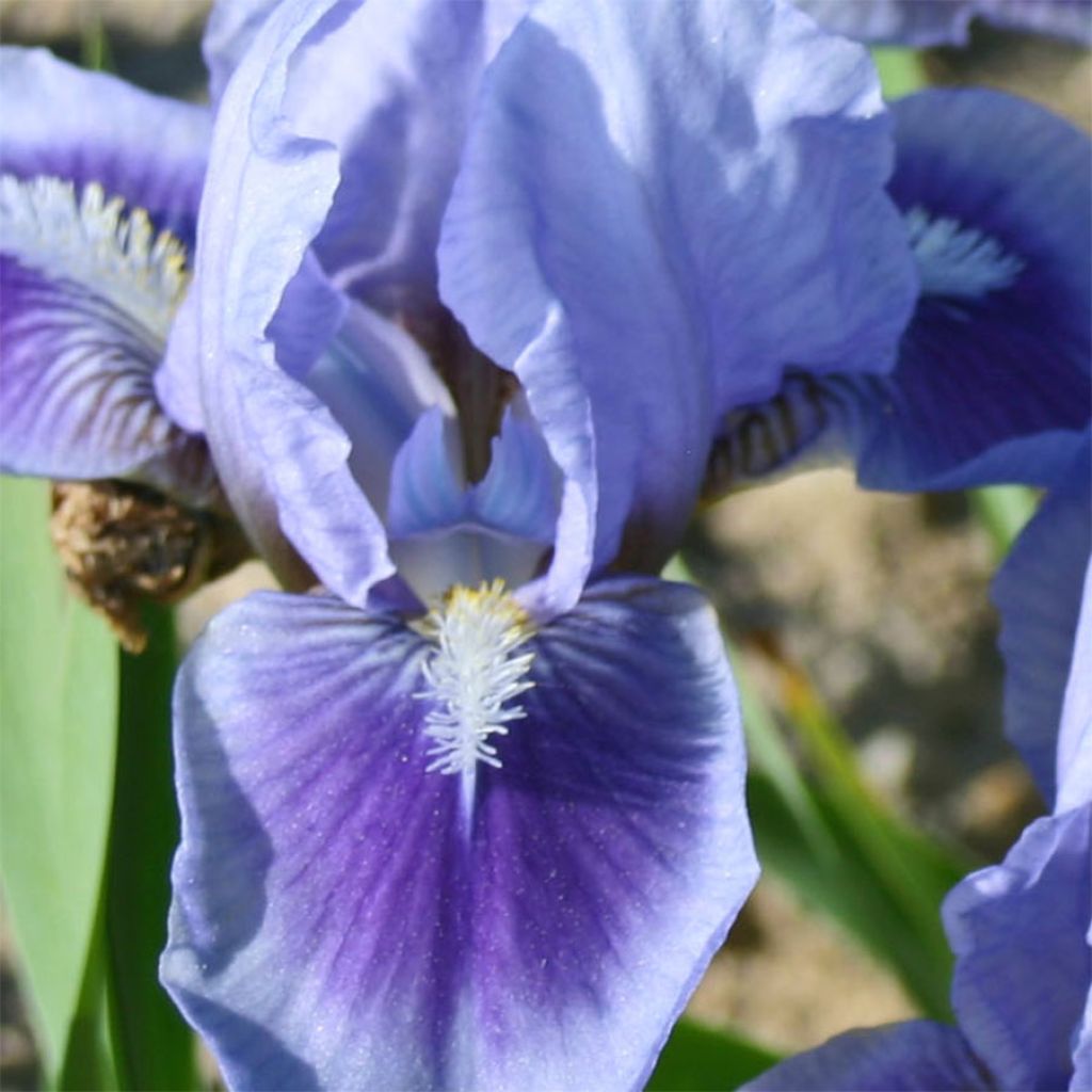 Iris germanica Katty Petts - Bearded Iris