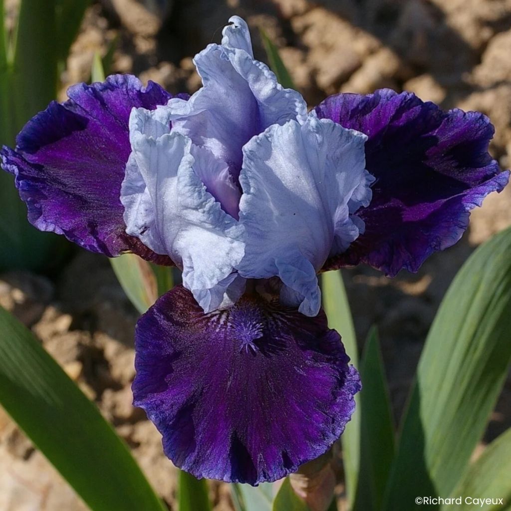 Iris germanica Mariposa Wizard - Bearded Iris