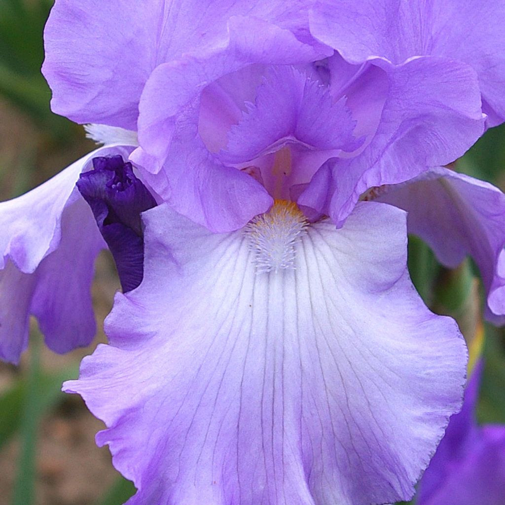 Iris germanica Mary Frances