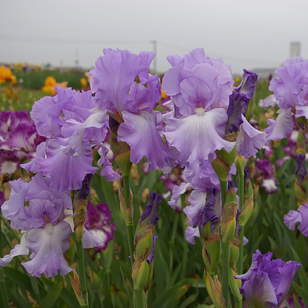 Iris germanica Mary Frances