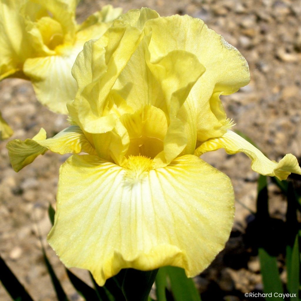 Iris Maui Moonlight - Bearded Iris