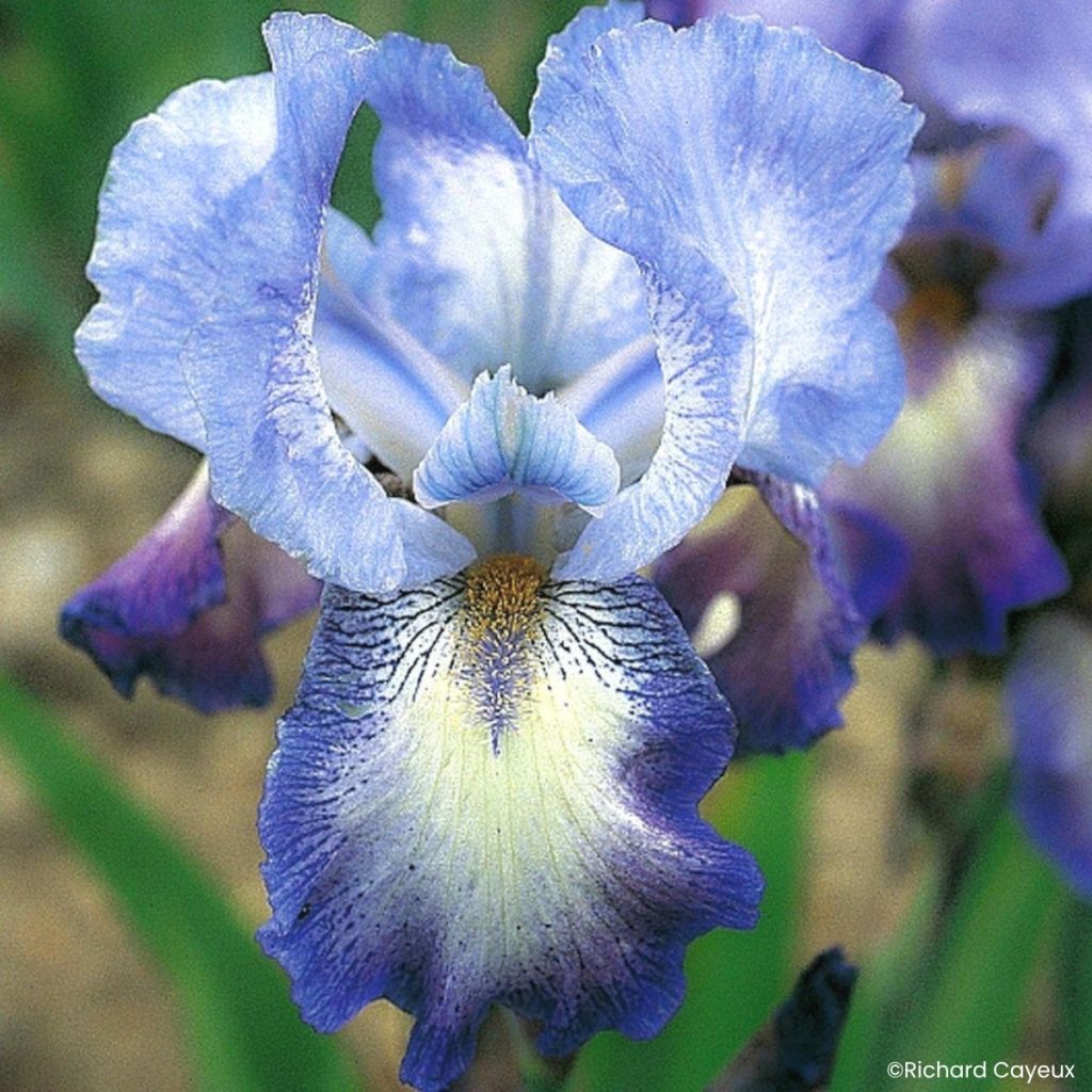 Iris germanica Mistigri - Bearded Iris