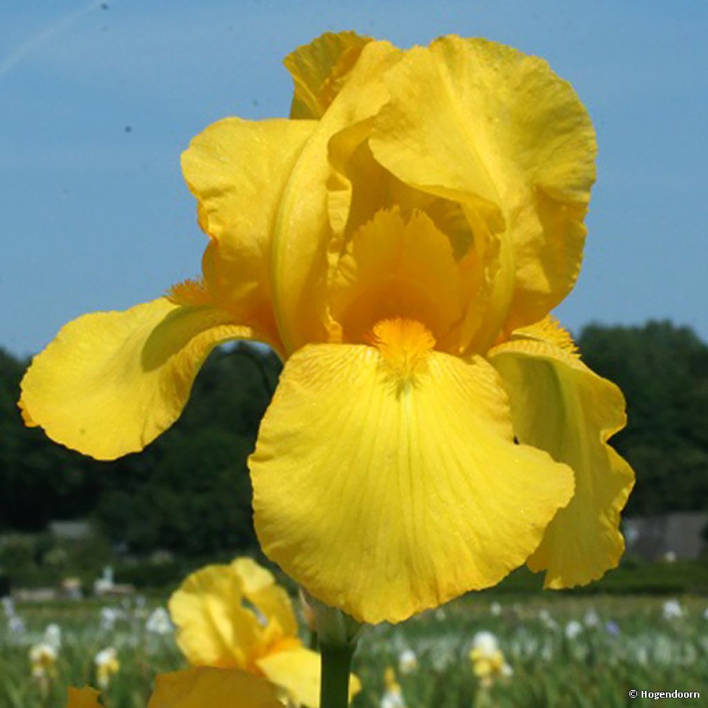 Iris germanica Ola Kala - Bearded Iris