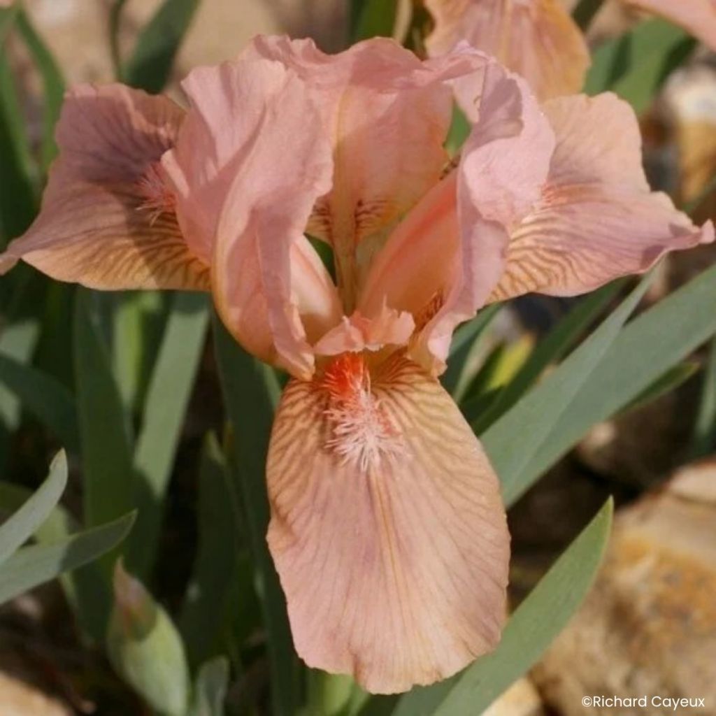Iris germanica Pink Blink - Bearded Iris